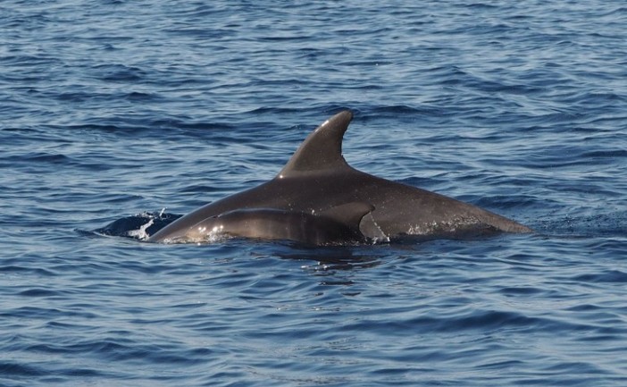 “Raffy e Sunflower”, azienda triestina adotta una coppia di delfini per ricordare una collega scomparsa “Raffy e Sunflower”, azienda triestina adotta una coppia di delfini per ricordare una collega scomparsa