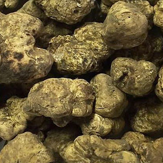 In Liguria le 'rotte' del tartufo: un progetto per tutelare e valorizzare la tradizione