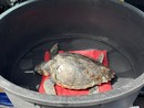 Imperia, una giovane tartaruga Caretta caretta è stata soccorsa durante una regata