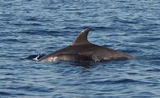 “Raffy e Sunflower”, azienda triestina adotta una coppia di delfini per ricordare una collega scomparsa “Raffy e Sunflower”, azienda triestina adotta una coppia di delfini per ricordare una collega scomparsa