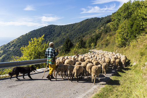 Il rilancio della transumanza in Valle Arroscia: il progetto della giunta di Cosio Il rilancio della transumanza in Valle Arroscia: il progetto della giunta di Cosio