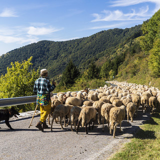 Il rilancio della transumanza in Valle Arroscia: il progetto della giunta di Cosio