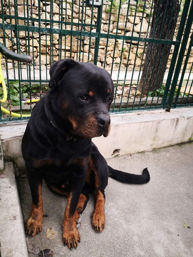 Enpa di Sanremo: il cucciolone Tyson aspetta anche lui una famiglia