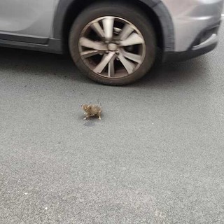 FOTONOTIZIA. Topolino a spasso tra auto e moto in via Schiva: una immagine che riaccende l’attenzione sul degrado a Imperia