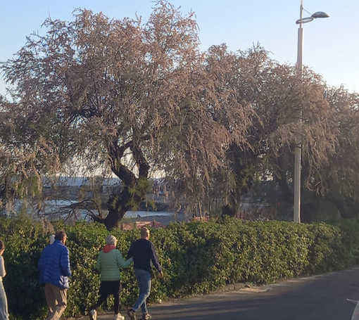 Via Lamboglia cambia volto: abbattute le storiche tamerici