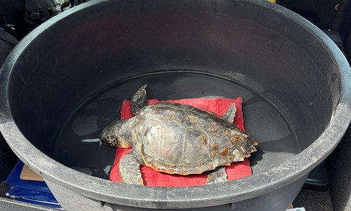 Imperia, una giovane tartaruga Caretta caretta è stata soccorsa durante una regata