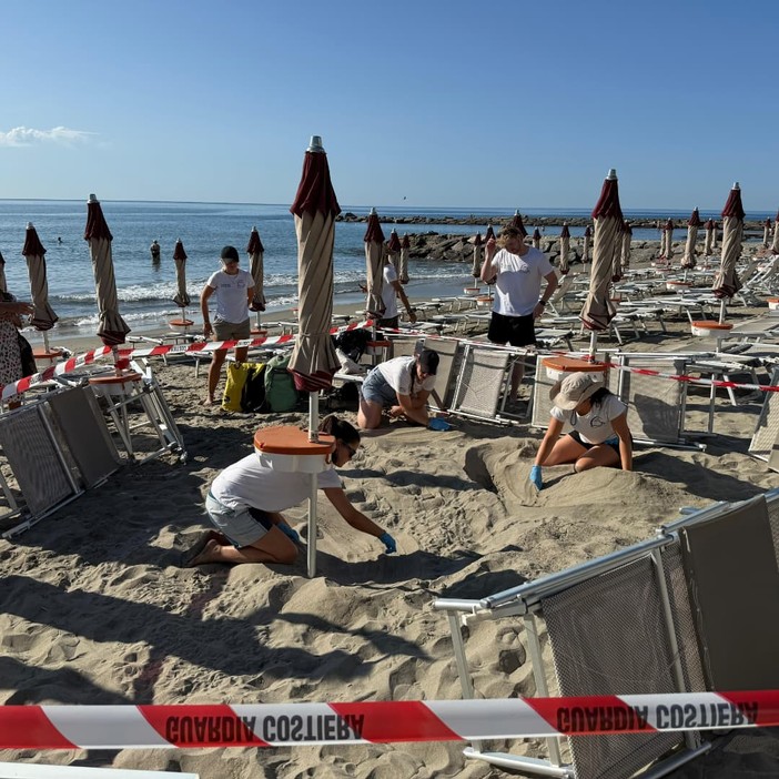 Il nido della tartaruga a Imperia diventa virale