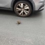 FOTONOTIZIA. Topolino a spasso tra auto e moto in via Schiva: una immagine che riaccende l’attenzione sul degrado a Imperia FOTONOTIZIA. Topolino a spasso tra auto e moto in via Schiva: una immagine che riaccende l’attenzione sul degrado a Imperia