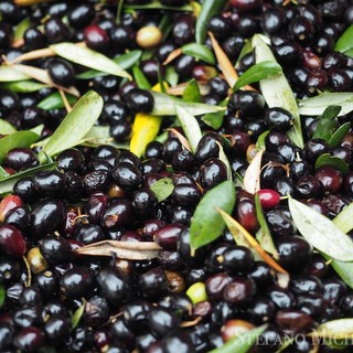 Importante svolta del Comitato ‘Salvataggiasca’: costituita l’associazione a tutela dell’oliva taggiasca del Ponente Ligure