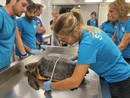 Tartaruga Caretta caretta soccorsa al largo di Imperia: affidata alle cure dell'acquario di Genova Tartaruga Caretta caretta soccorsa al largo di Imperia: affidata alle cure dell'acquario di Genova