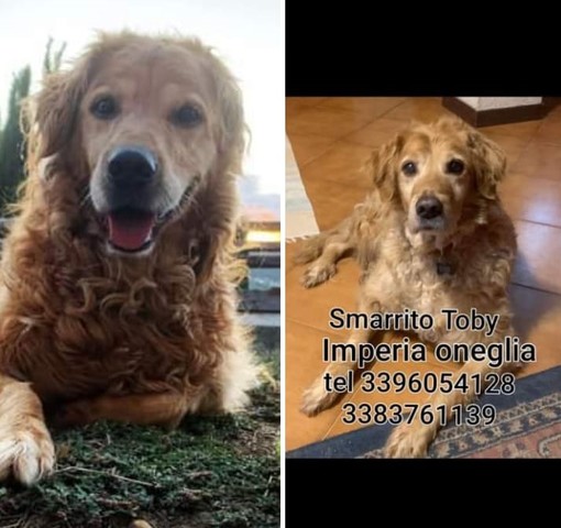 Toby non si trova, Anna la proprietaria: “Se l’hanno rapito offro mille euro a chi me lo riporta” (video)