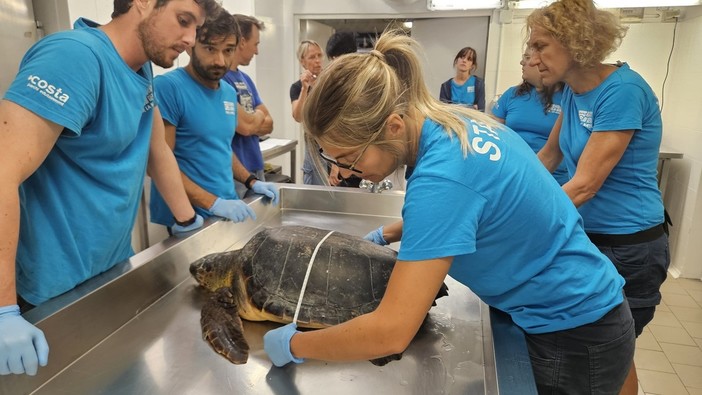 Tartaruga Caretta caretta soccorsa al largo di Imperia: affidata alle cure dell'acquario di Genova