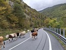 Sulle Alpi Liguri si vive il ritmo antico della Transumanza Sulle Alpi Liguri si vive il ritmo antico della Transumanza