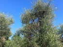 Olio extravergine di oliva taggiasco a rischio scomparsa, la campagna olearia è già finita? Olio extravergine di oliva taggiasco a rischio scomparsa, la campagna olearia è già finita?