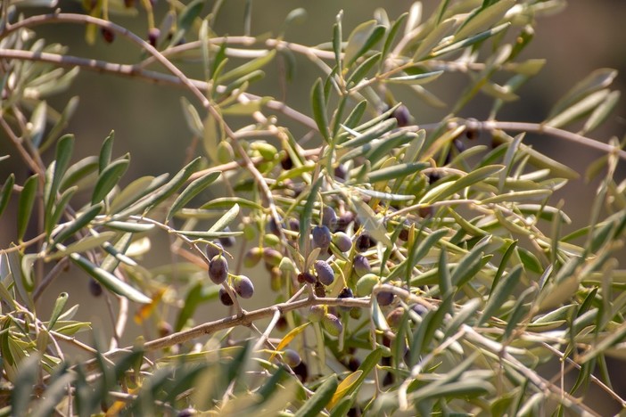 Il laboratorio Agroalimentare di PTP Science Park ottiene l’accreditamento per l’identificazione della varietà dell’Oliva Taggiasca Il laboratorio Agroalimentare di PTP Science Park ottiene l’accreditamento per l’identificazione della varietà dell’Oliva Taggiasca