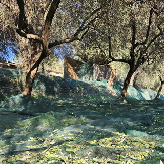 Incontro tra AGEA e Regione Liguria, in arrivo 26,6 milioni di euro per le imprese agricole