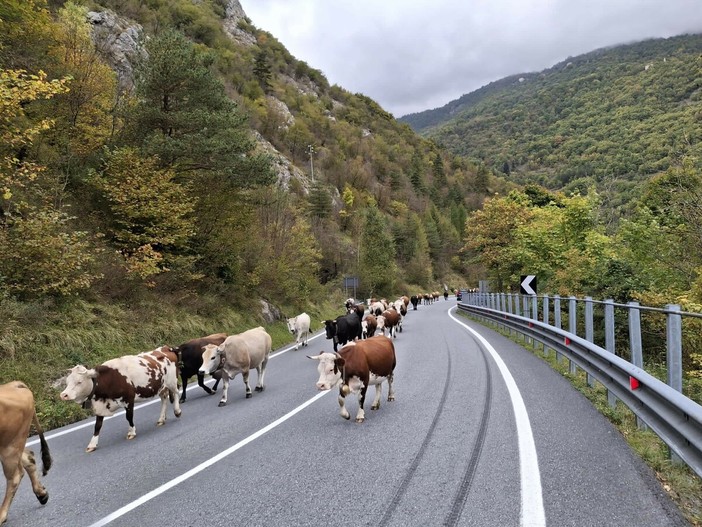 Sulle Alpi Liguri si vive il ritmo antico della Transumanza Sulle Alpi Liguri si vive il ritmo antico della Transumanza