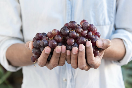 Vino italiano, Coldiretti: “+12% nell'export mondiale, ma pesa l'aumento dei costi per il primo esportatore di bottiglie”