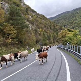 Sulle Alpi Liguri si vive il ritmo antico della Transumanza