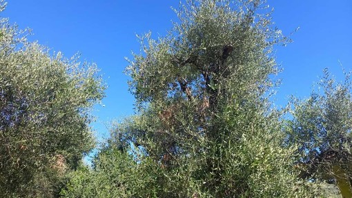 Olio extravergine di oliva taggiasco a rischio scomparsa, la campagna olearia è già finita? Olio extravergine di oliva taggiasco a rischio scomparsa, la campagna olearia è già finita?