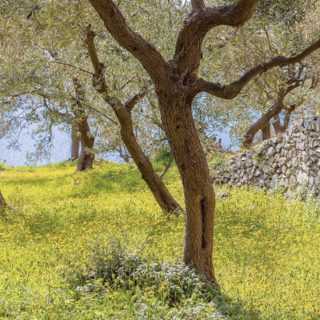Sviluppo rurale nell'Imperiese,  Regione Liguria stanzia  2,5 milioni al GAL Riviera dei Fiori