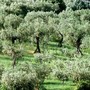 APPUNTI DI STORIA. Olioliva compie 25 anni e resta un pilastro della tradizione delle nostre terre