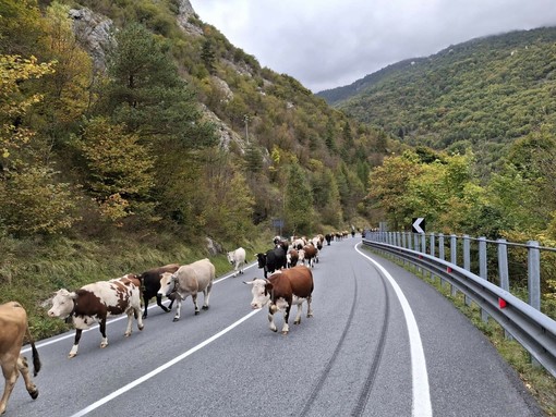Sulle Alpi Liguri si vive il ritmo antico della Transumanza Sulle Alpi Liguri si vive il ritmo antico della Transumanza
