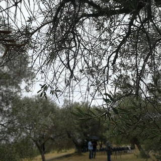 Difendere chi produce e chi consuma: Coldiretti "L’oliva Taggiasca Dop deve essere solo ligure"