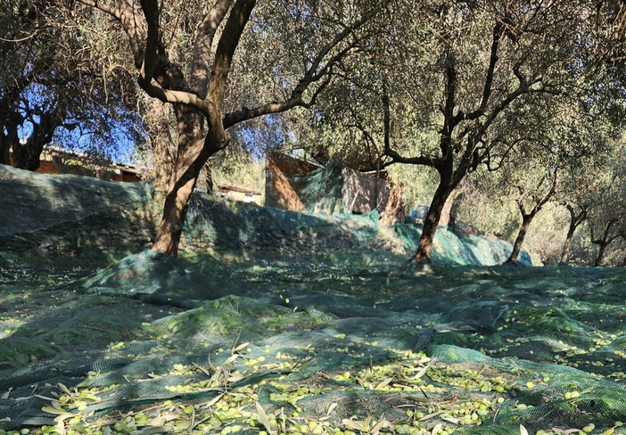 Incontro tra AGEA e Regione Liguria, in arrivo 26,6 milioni di euro per le imprese agricole