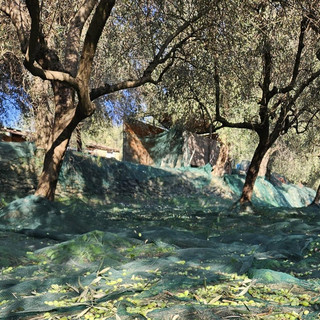Giornata Mondiale dell’Olivo, Coldiretti Liguria: "Un elemento ambientale, storico e culturale radicato nel territorio" Giornata Mondiale dell’Olivo, Coldiretti Liguria: "Un elemento ambientale, storico e culturale radicato nel territorio"