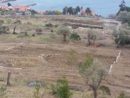 6 FEBBRAIO 1980. La Provincia offre 55 milioni di lire per l'Oliveto Sperimentale ma l'Istituto per la Floricoltura  ne vuole quasi il doppio