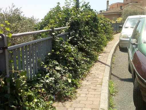 Imperia: erbacce ed edera coprono il marciapiede di via Don Minzoni. La segnalazione di un lettore (Foto)