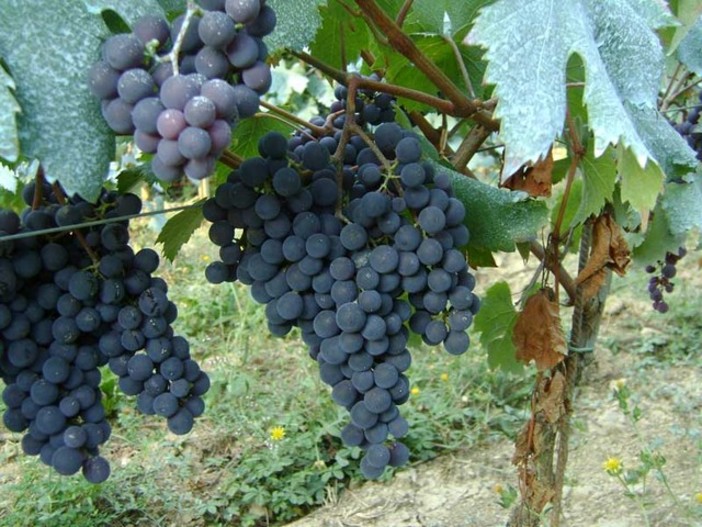 Dal piano salva vigneti al consumo consapevole di vino di qualità: ecco i modi per sostenere il settore vitivinicolo ligure Dal piano salva vigneti al consumo consapevole di vino di qualità: ecco i modi per sostenere il settore vitivinicolo ligure