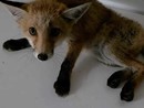 Volpe e capriolo investiti a Imperia: salvati dai volontari delle Ambulanze Veterinarie ODV