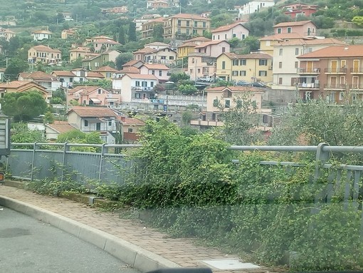 Imperia: operazioni di sfalcio in via Don Minzoni, ma il marciapiede è ancora ostruito (Foto)