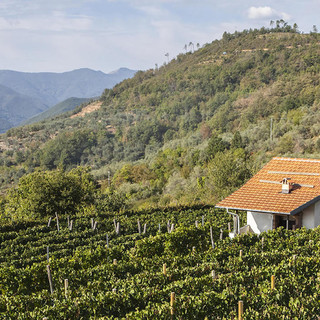 Agricoltura, al via sostegno per ristrutturazione e riconversione vigneti