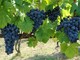 Viticoltura: raddoppia l’export della Liguria. Il vino ligure di qualità proietta la sua immagine sui mercati internazionali
