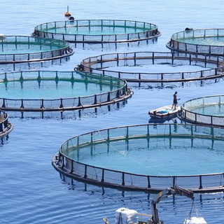 Imperia: vasche per l'allevamento ittico, Legambiente non osteggia "a patto che siano realizzate in modo corretto a tutela della salute e dell'ecosistema" Imperia: vasche per l'allevamento ittico, Legambiente non osteggia "a patto che siano realizzate in modo corretto a tutela della salute e dell'ecosistema"