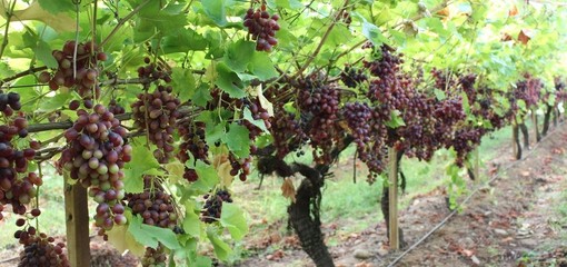 Agricoltura, dalla Regione 150mila euro per la lotta alla flavescenza dorata della vite