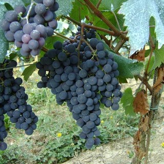 Sostegno alla viticoltura ligure, aperto un bando per la ristrutturazione dei vigneti