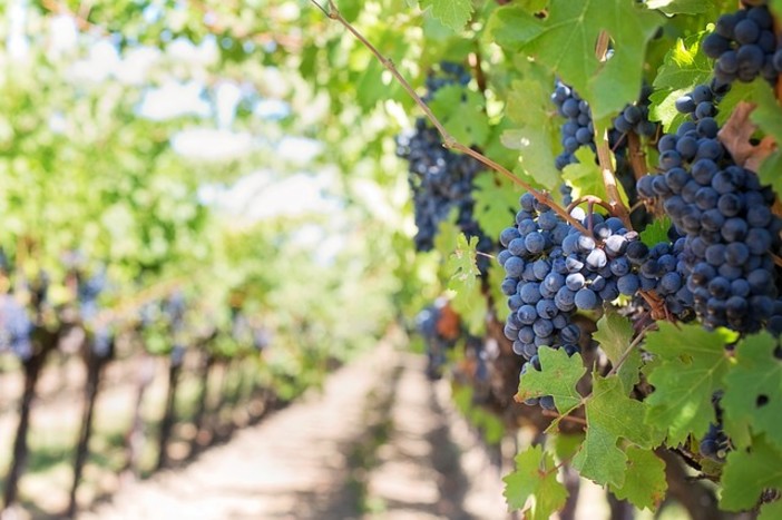 Agricoltura, la Liguria si candida per dotarsi del registro regionale dei vigneti storici ed eroici
