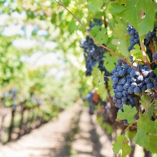 Piccoli per numeri ma grandi per qualità con i produttori dei vini doc del ponente ligure che ora alzano la voce