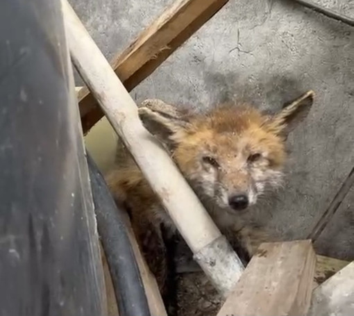 Volpe incastrata a Pieve di Teco: muore nonostante i soccorsi
