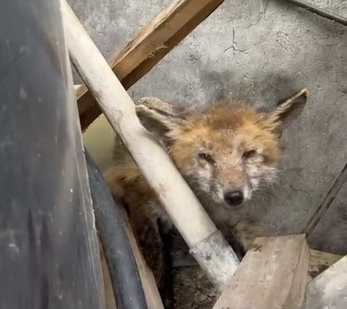 Volpe incastrata a Pieve di Teco: muore nonostante i soccorsi