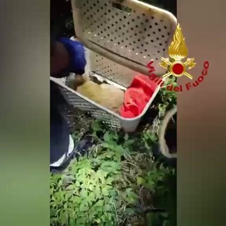Il salvataggio del cucciolo di daino, la mamma lo aveva smarrito Il salvataggio del cucciolo di daino, la mamma lo aveva smarrito