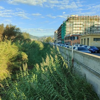 Carcassa di cinghiale nel fiume Impero, la recuperano i vigili del fuoco Carcassa di cinghiale nel fiume Impero, la recuperano i vigili del fuoco