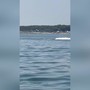 Delfini a pochi metri dalla riva in Romagna tra acrobazie e giochi d'acqua Delfini a pochi metri dalla riva in Romagna tra acrobazie e giochi d'acqua