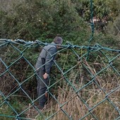 Cinghiali, residenti dei Piani segnalano la presenza di agenti armati tra le case e temono l'abbattimenti di scrofe e cuccioli Cinghiali, residenti dei Piani segnalano la presenza di agenti armati tra le case e temono l'abbattimenti di scrofe e cuccioli