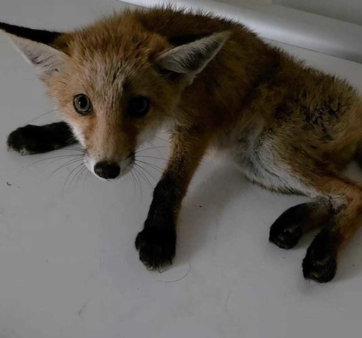 Volpe e capriolo investiti a Imperia: salvati dai volontari delle Ambulanze Veterinarie ODV