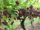 Agricoltura, dalla Regione 150mila euro per la lotta alla flavescenza dorata della vite